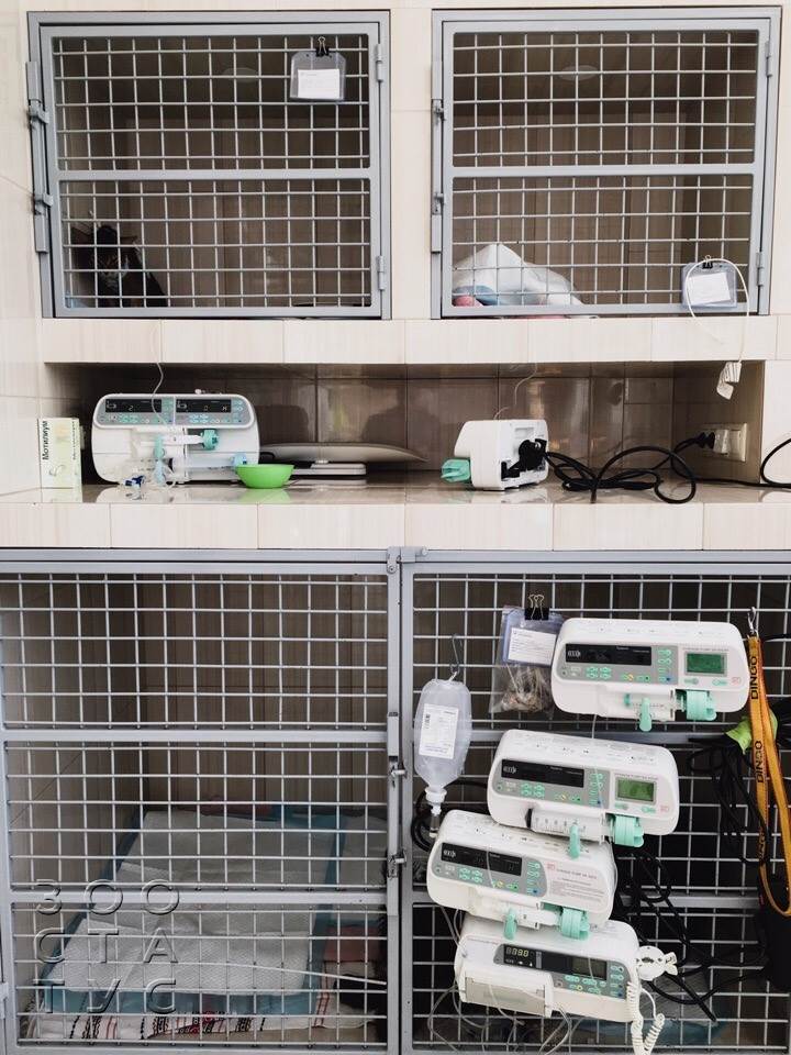 Стационар для кошек и собак Фото стационар для животных