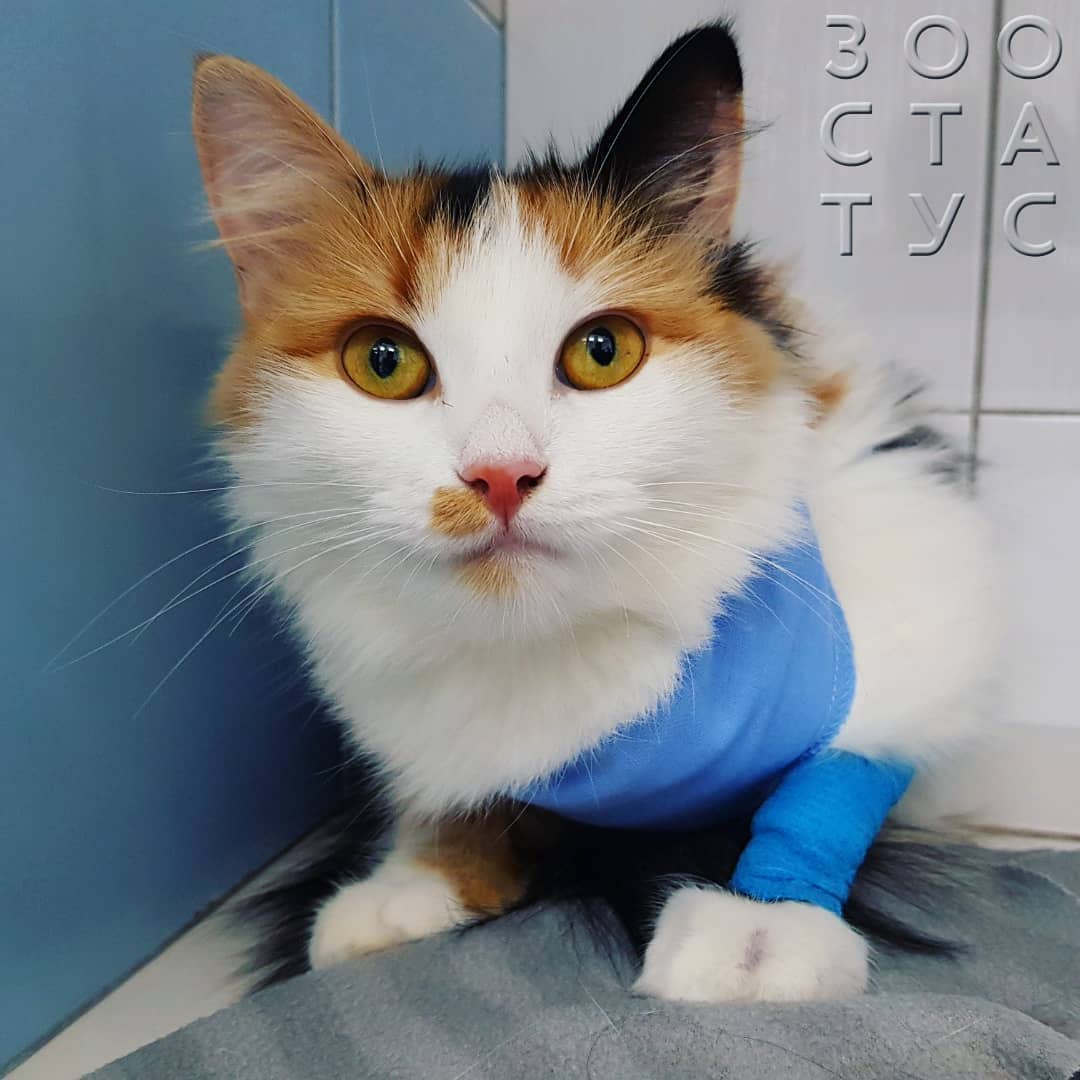 Стерилизация кошек Фото как лучше стерилизовать кошку