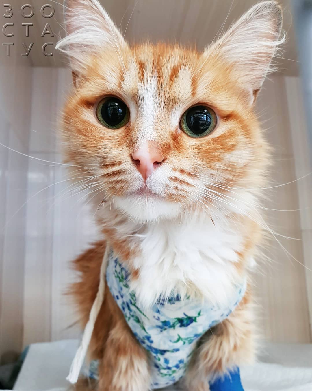 Стерилизация кошек Фото как лучше стерилизовать кошку