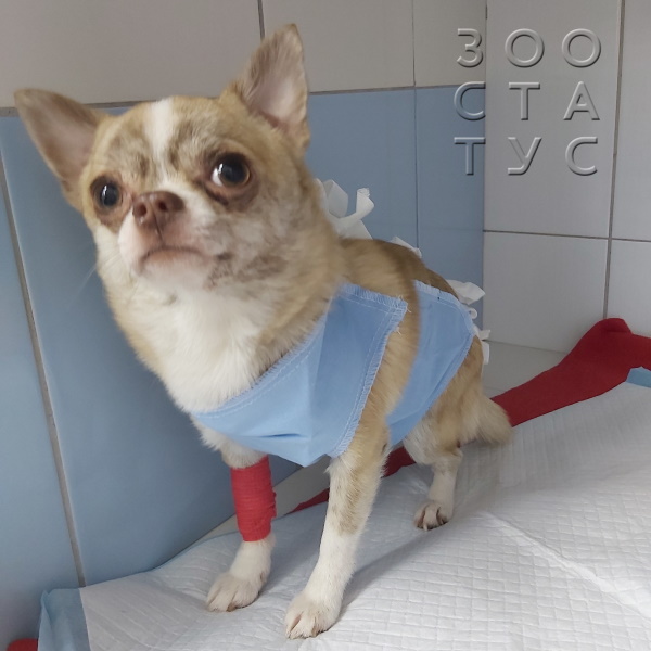 Стерилизация собаки Фото стерилизация собак