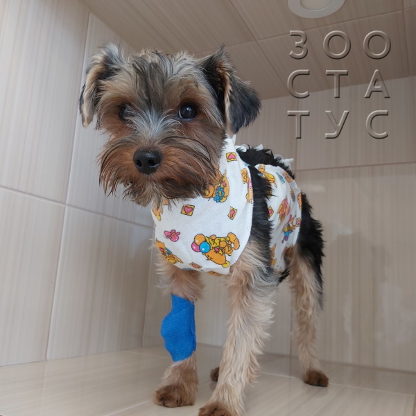 Стерилизация собаки Фото стерилизация собак