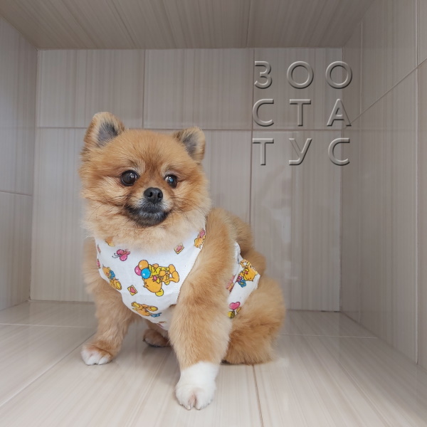 Стерилизация собаки Фото стерилизация собак