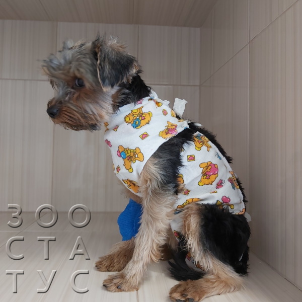 Стерилизация собаки Фото стерилизация собак