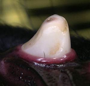 Стертые зубы у собаки Фото