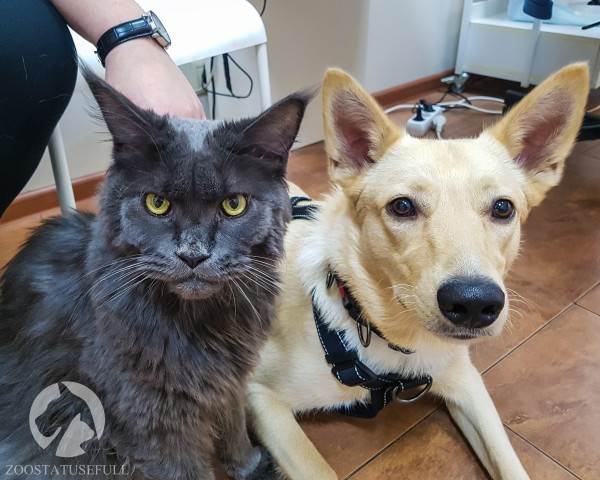 Посещение ветеринарной клиники Фото собака и кошка на приеме