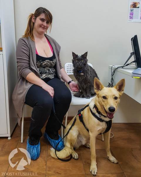 Посещение ветеринарной клиники как снизить стресс Фото собака и кошка на приеме