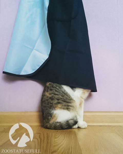 Стресс у кошек Фото стресс у собак