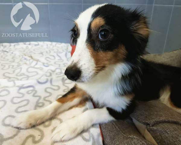 Стресс у кошек Фото стресс у собак