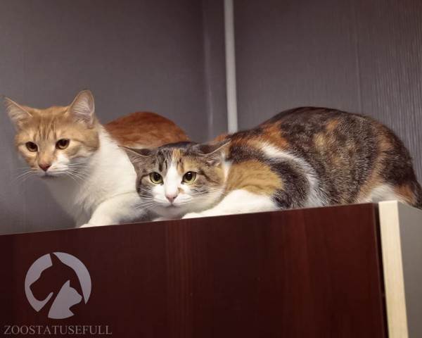 Стресс у кошек Фото стресс у собак