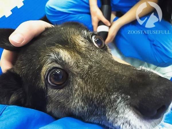 Стресс у кошек Фото стресс у собак