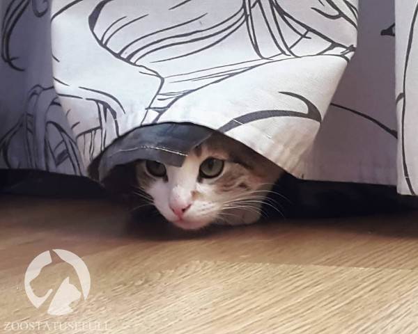 Стресс у кошек Фото стресс у собак