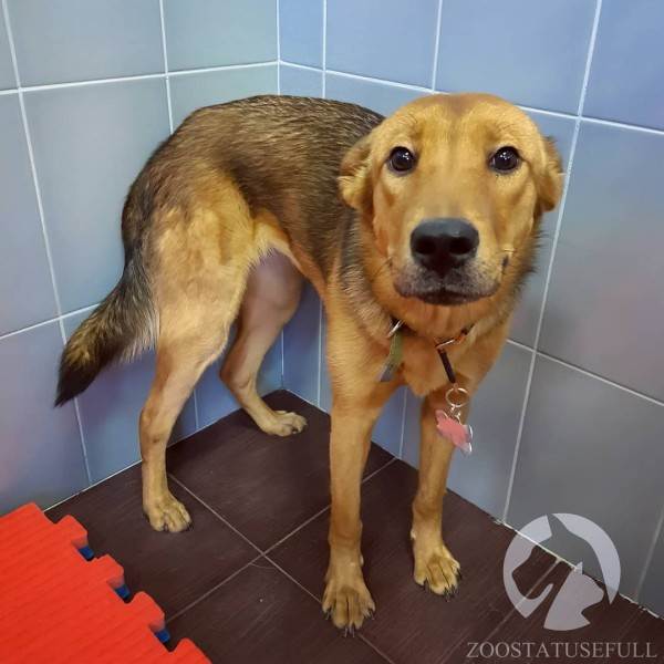 Стресс у кошек Фото стресс у собак