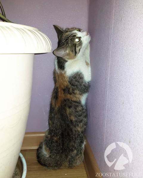 Стресс у кошек Фото стресс у собак