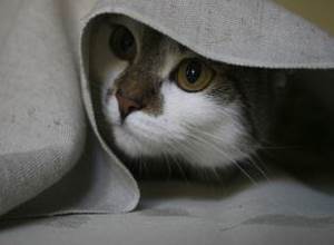 Стресс у кошек Фото