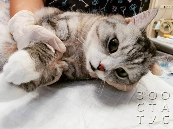 Частое дыхание у кошки Фото учащенное дыхание у кошек (тахипное)