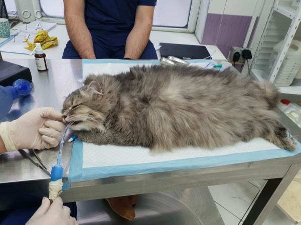 Частое дыхание у кошки Фото учащенное дыхание у кошек (тахипное)