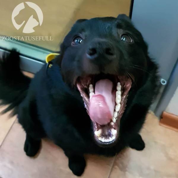 Тахипноэ (учащенное дыхание) у собак Фото частое дыхание у собаки