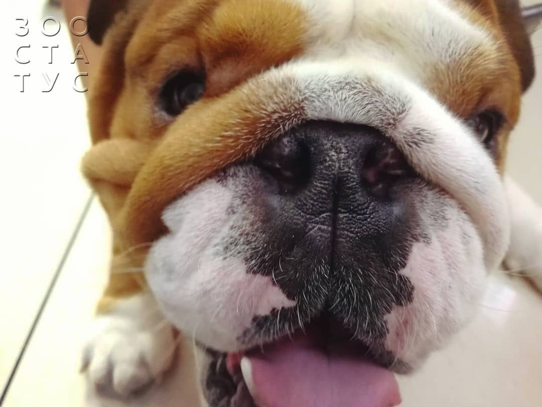 Тахипноэ (учащенное дыхание) у собак Фото частое дыхание у собаки