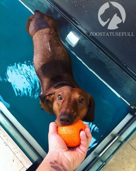 Тахипноэ (учащенное дыхание) у собак Фото частое дыхание у собаки