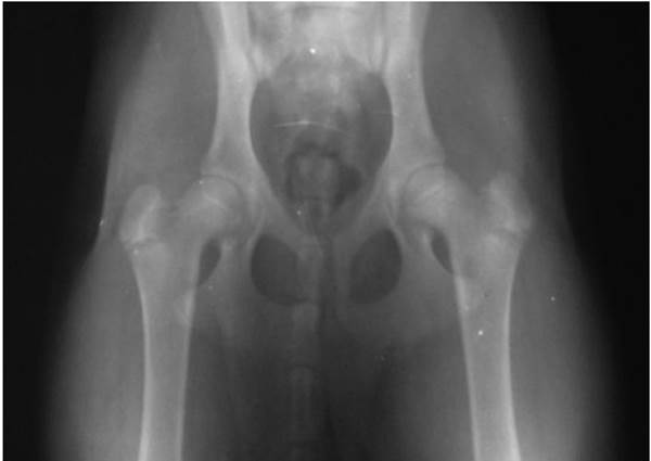 Тест на дисплазию у собак Фото