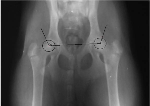 Тест на дисплазию у собак Фото