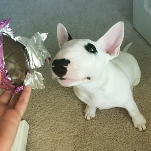 Токсичность шоколада для собак Фото