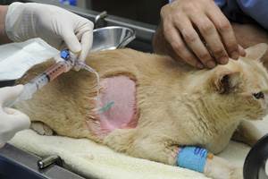 Торакоцентез Фото