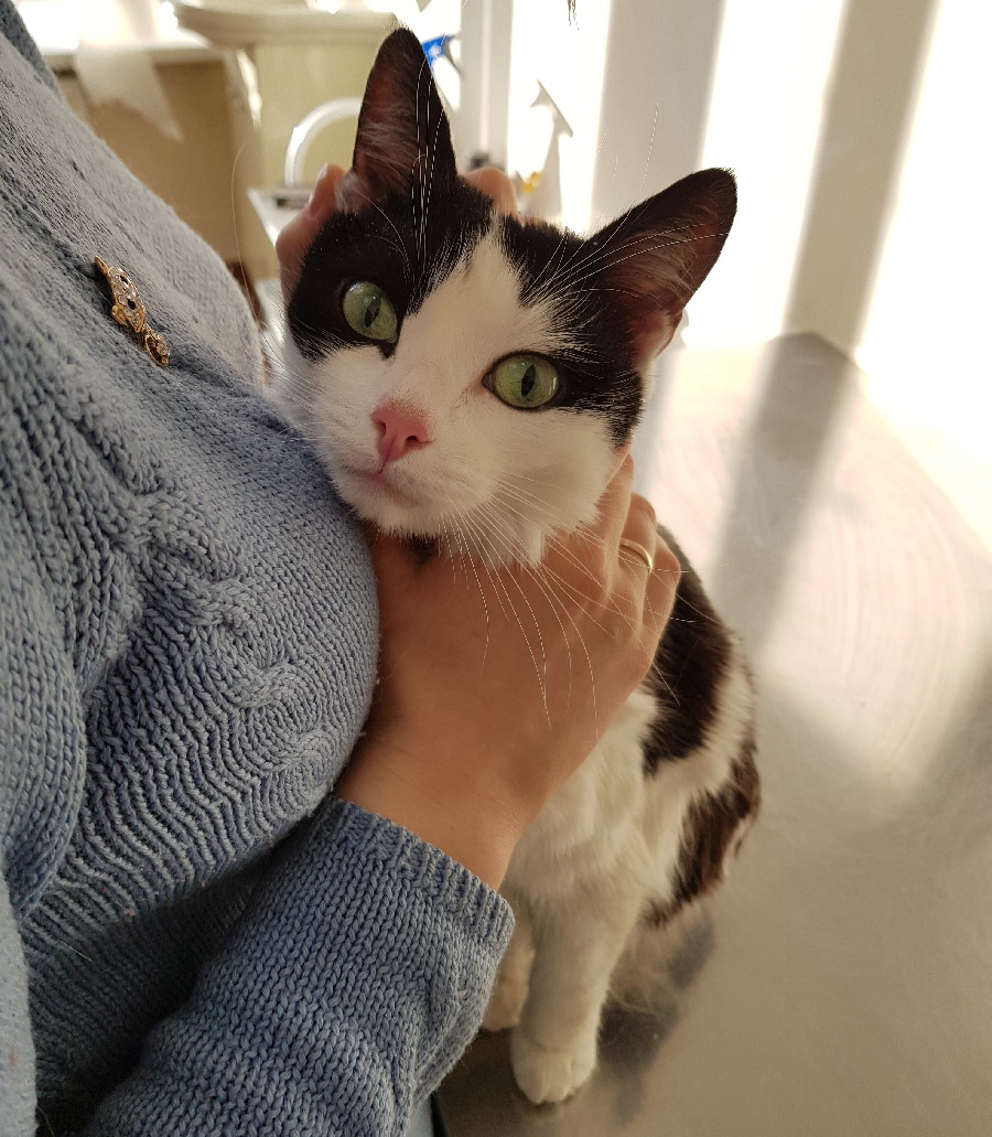 Чем опасен токсоплазмоз у кошки Фото токсоплазмоз опасность для беременных