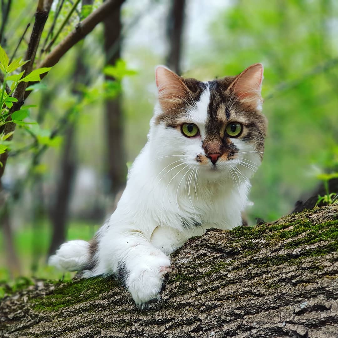 Чем опасен токсоплазмоз у кошки Фото токсоплазмоз опасность для беременных