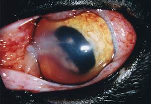 Травма глаза у собаки Фото