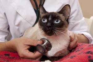 Тромбоэмболия у кошек Фото