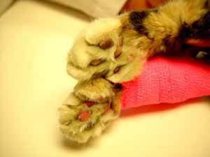 Тромбоэмболия у кошек Фото