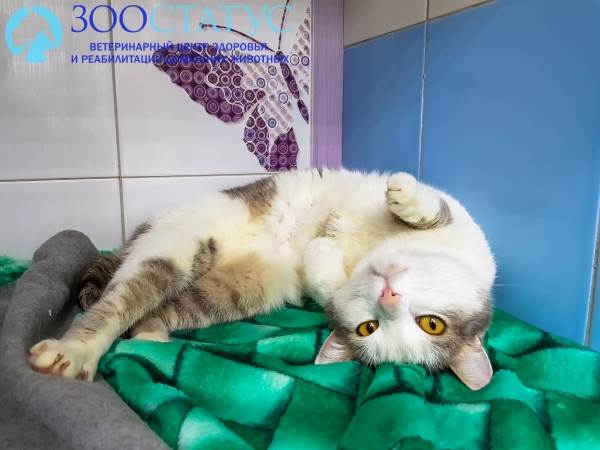 Цистит у кошек Фото цистит у кошки