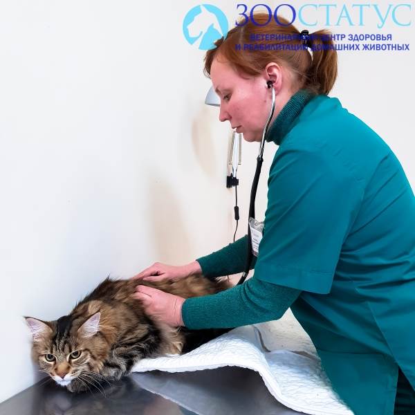 Цистит у кошек Фото диагностика цистита у кошки