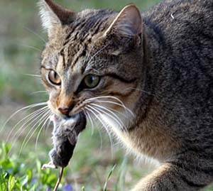 Туберкулез кошек Фото