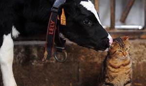 Туберкулез кошек Фото