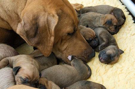 Беременность у собак Фото