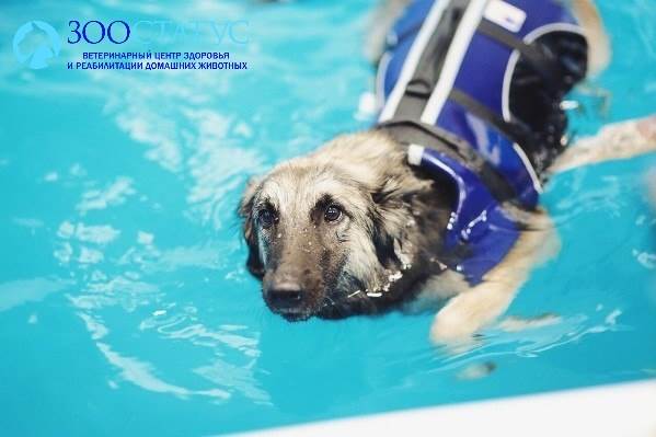 Собака в бассейне
Фото