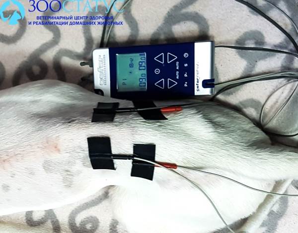 Электромиостимуляция параспинальных мышц собаки
Фото
