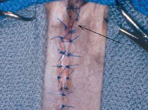 Уретростомия у котов Фото