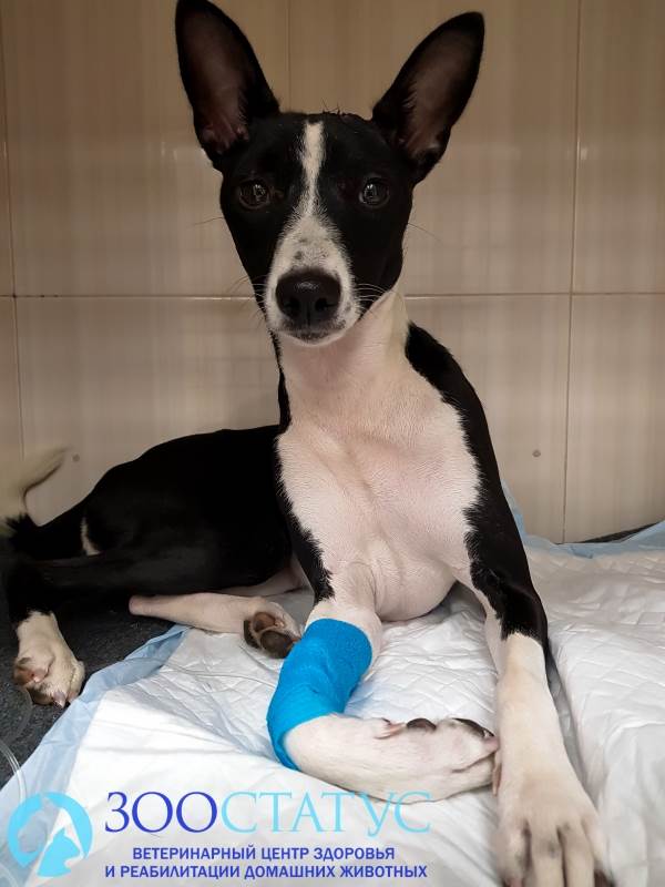 Уретростомия у собак Фото уретростомия у собаки