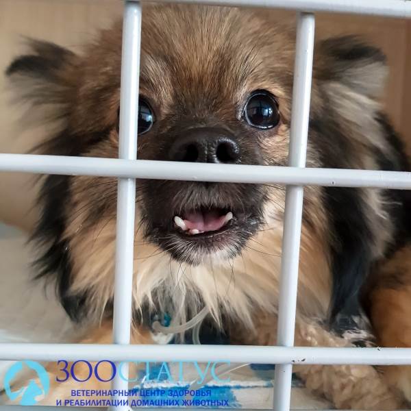 Уретростомия у собак Фото уретростомия у собаки