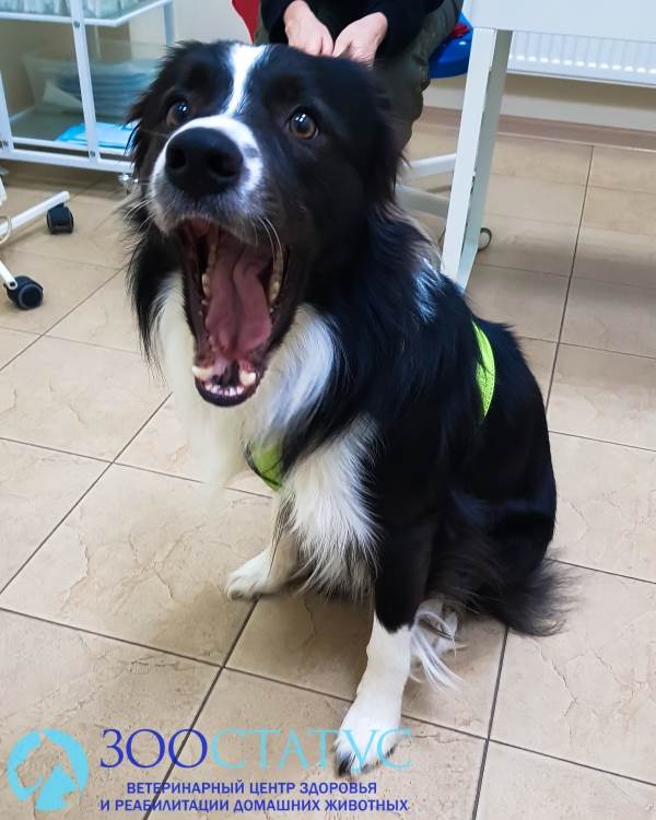 Уретростомия у собак Фото уретростомия у собаки