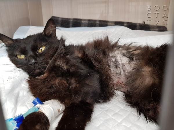 Опасные состояния для жизни кошек или собак Фото угрожающие жизни животных состояния