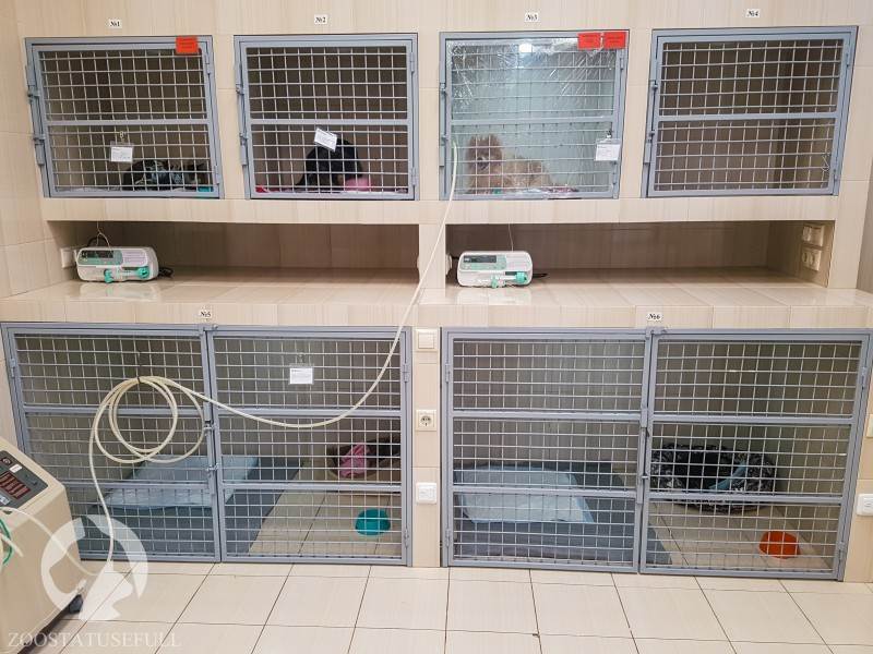 Опасные состояния для жизни кошек или собак Фото угрожающие жизни животных состояния