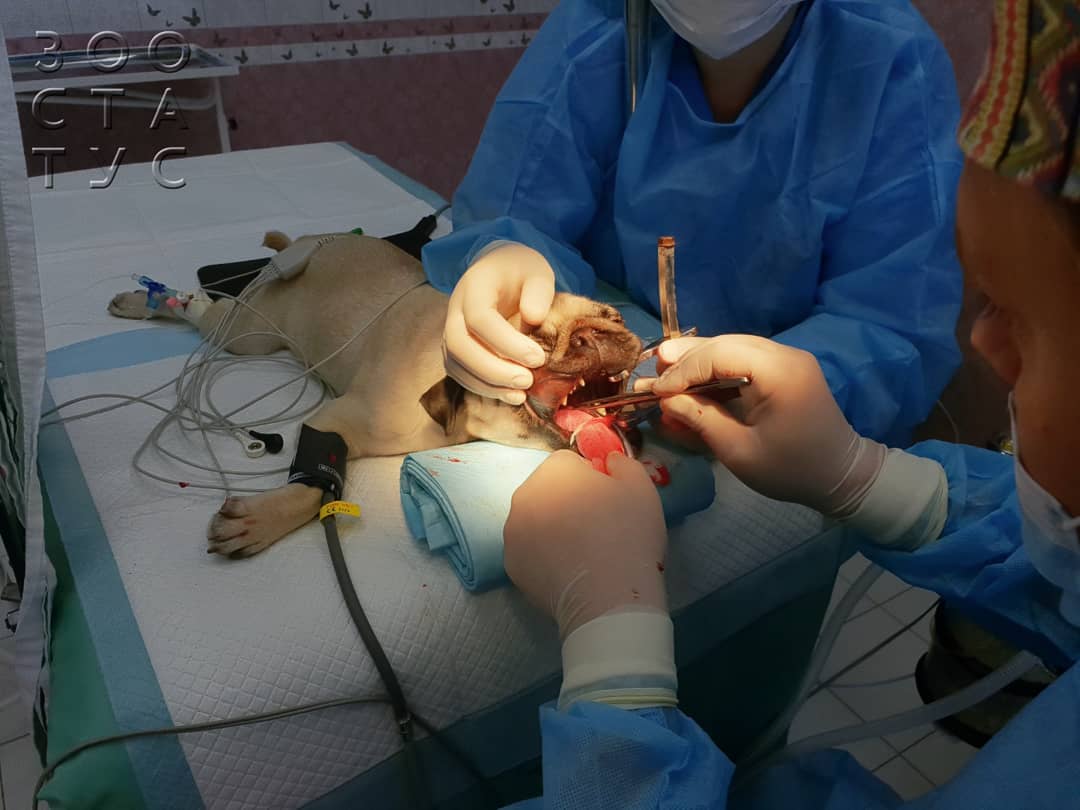 Опасные состояния для жизни кошек или собак Фото угрожающие жизни животных состояния