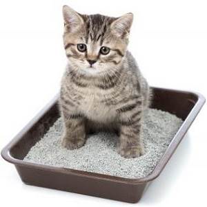 Диета при мочекаменной болезни у кошек
Фото