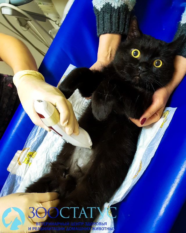 УЗИ брюшной полости кошек Фото узи кошке