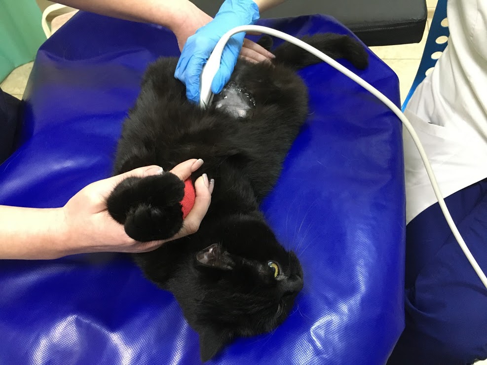 Узи печени у кошек Фото узи печени кошке