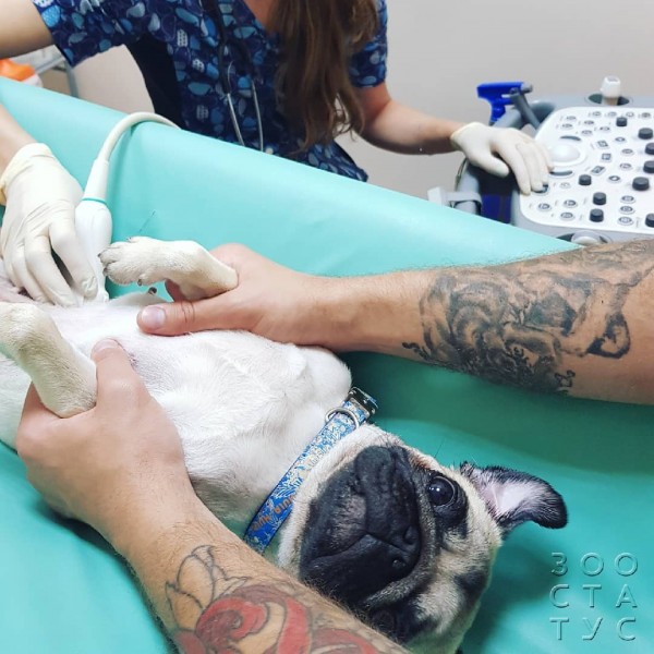 Ультразвуковое исследование печени собаки Фото узи печени собаке